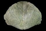 Huge, Pyrite Replaced Brachiopod (Paraspirifer) Fossil - Ohio #142138-1